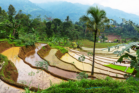 印度尼西亚的绿色田野高清图片