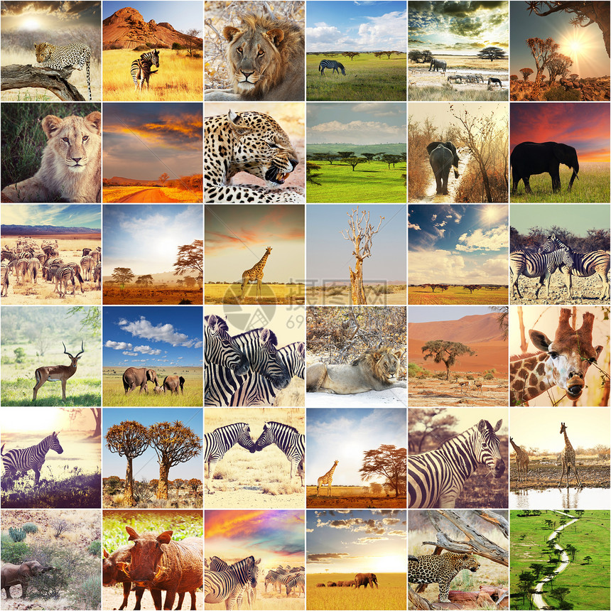 非洲狩猎拼贴图片