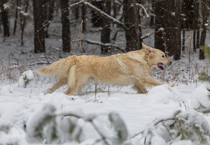 奔跑在雪地上的狗图片