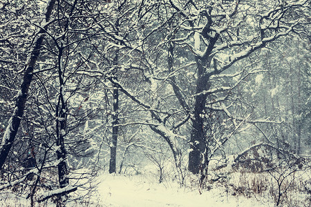 冬天的森林图片