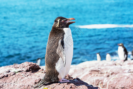阿根廷的石蝉企鹅背景图片