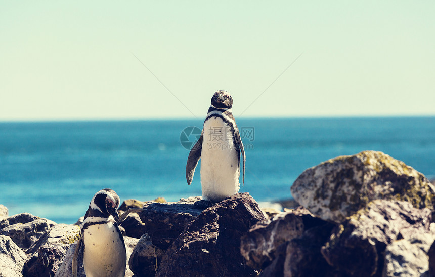 巴塔哥尼亚的麦哲伦企鹅巴塔哥尼亚图片