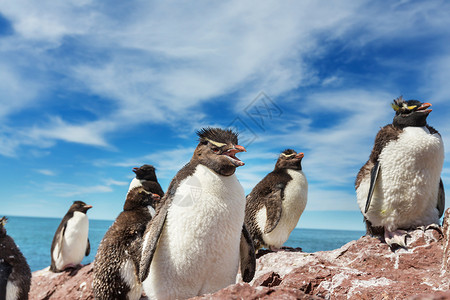 阿根廷的石蝉企鹅图片