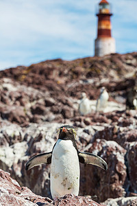 阿根廷的石蝉企鹅高清图片