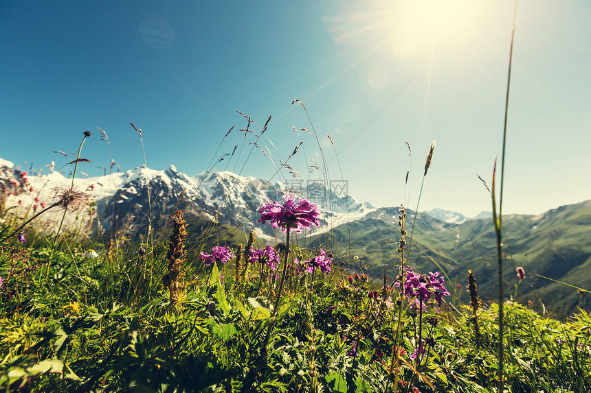 高山草地图片