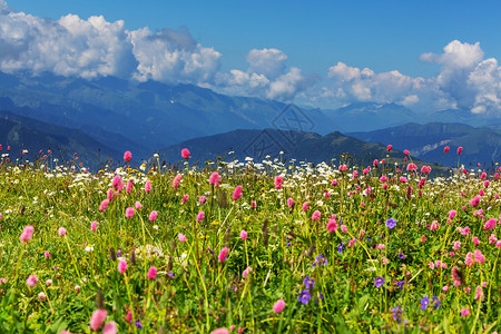 高山草地图片