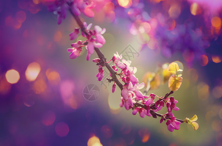 红芽树粉红色的花,春天的背景背景