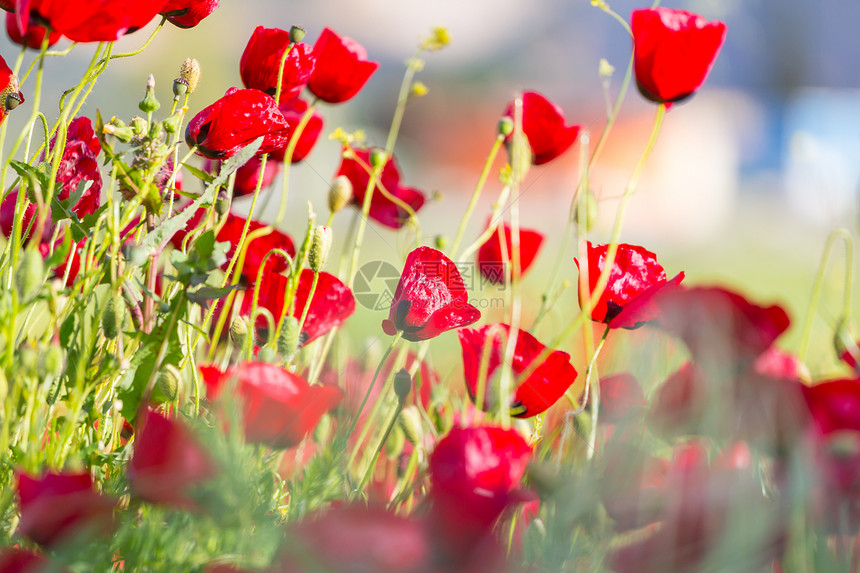 植poppy的名词复数图片