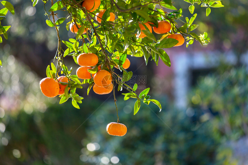 花园里的橘子图片