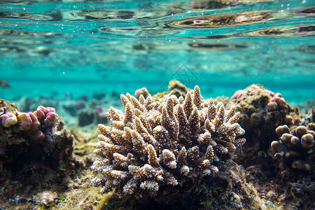 埃及红海的珊瑚礁图片