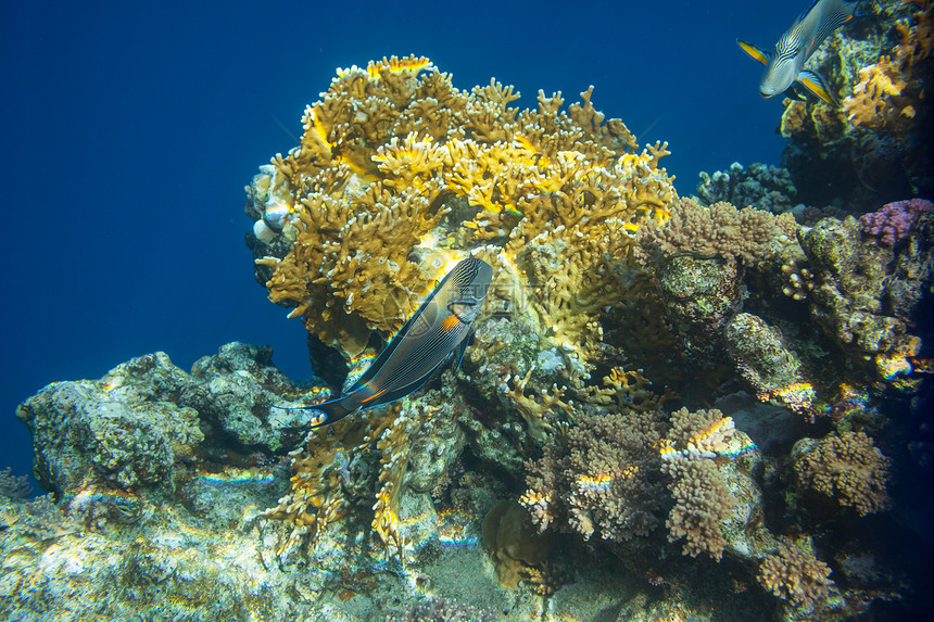 埃及红海的珊瑚鱼图片