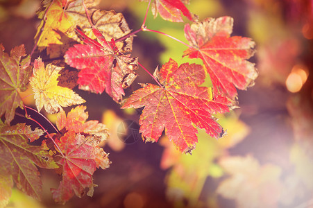 秋天季节五颜六色的叶子高清图片