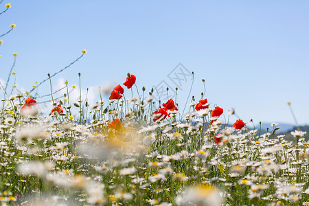 植poppy的名词复数图片