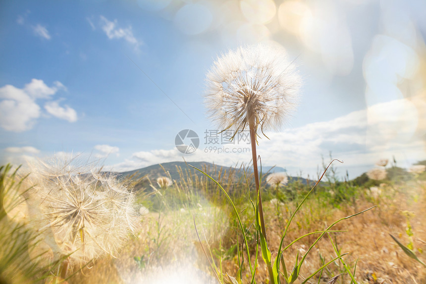 植蒲公英图片