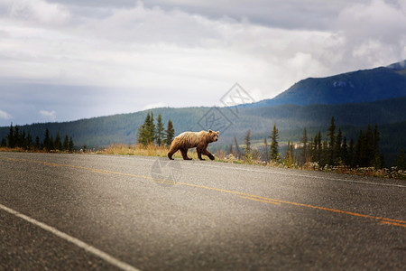 熊山灰熊走过加大的条公路背景