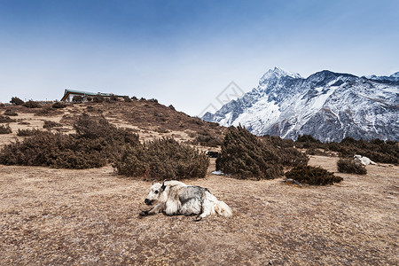 牦牛头背景上的牦牛山脉,珠穆朗玛峰地区,喜马拉雅背景