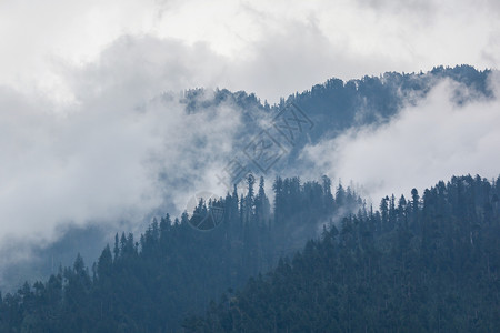雾云中的树,喜马拉雅高清图片