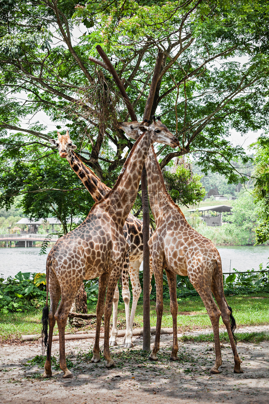 长颈鹿GiraffaCamelopardalis种非洲甚至蹄类哺乳动物,现存陆地上最高的活动物物种,也最大的反刍动图片