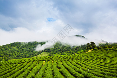 嫩模江伊涵泰国北部江腊省梅沙龙茶园背景