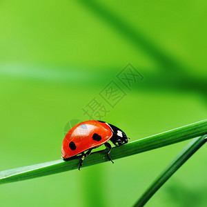红色瓢虫,七个黑点坐绿色的草地上美丽的自然图片