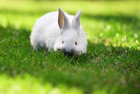 趣的白兔草地上图片