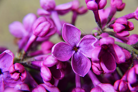 特写美丽的紫色丁香花图片