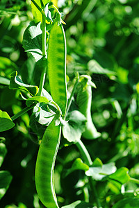 花园里生长的豌豆植物豆荚豌豆背景图片