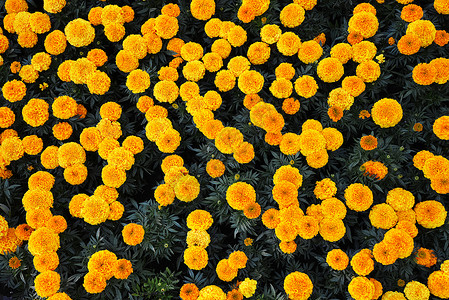 城市公园大花坛上阳光明媚的万寿菊背景图片