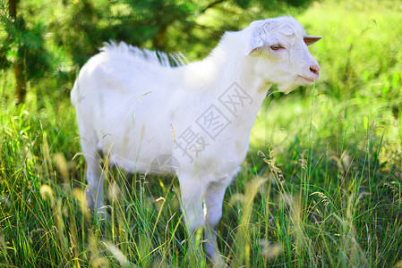 白色山羊草地上吃草背景图片
