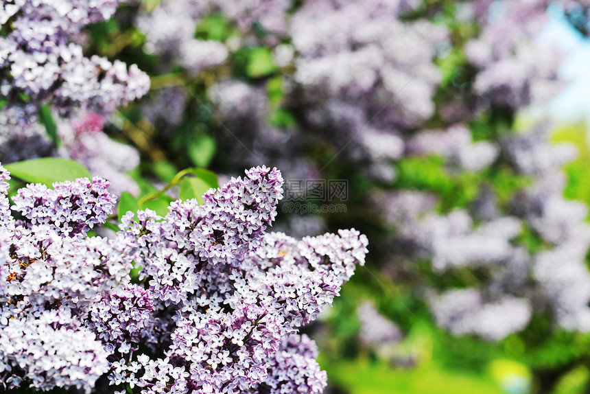 紫色丁香花盛开五月天图片