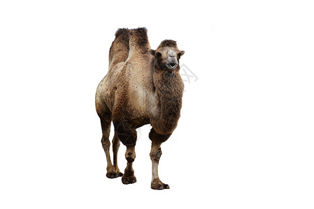 巴克特里亚骆驼其他动物动物园的笼子里图片