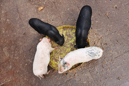 猪动物园吃食槽图片