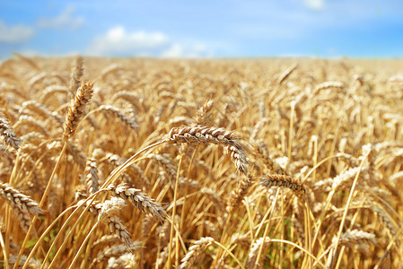 夏季小麦作物田图片