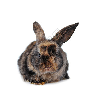 棕色毛茸茸的兔子图片