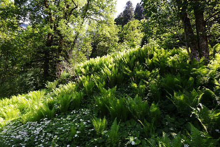 春天绿林中的树木其他植被图片