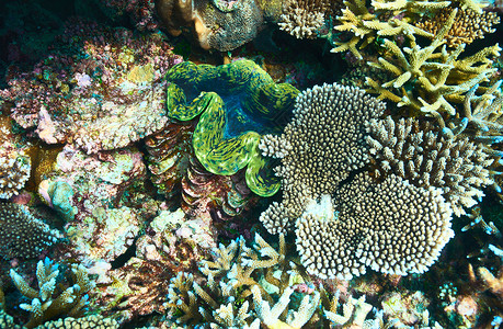 热带珊瑚礁上的巨大蛤蜊TridacnaGis图片