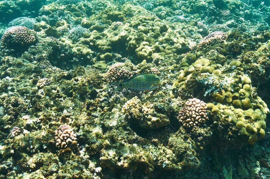 塞舌尔的珊瑚礁鱼图片