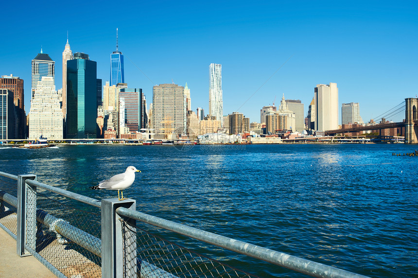海鸥与曼哈顿天际线背景,纽约市专注于鸟图片