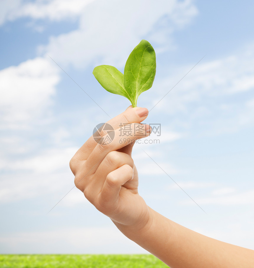 人生态生物环境的蓝天草地背景下,用绿色的嫩芽紧紧地女人的手图片