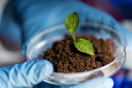 科学生物学生态学研究人的生物实验室用植物土壤样品握住培养皿的科学家手背景图片