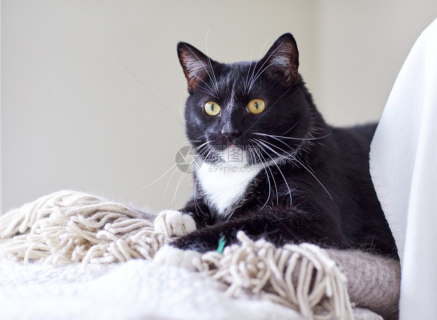 宠物,家畜舒适的黑白猫躺格子家里图片