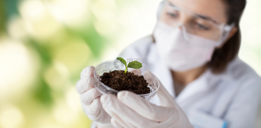 科学生物学生态学研究人的绿色背景下,轻的女科学家戴着保护具,着植物土壤样品的培养皿图片