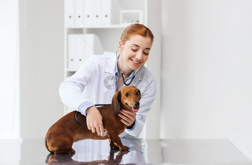 快乐的兽医医生与听诊器检查狗兽医诊所图片