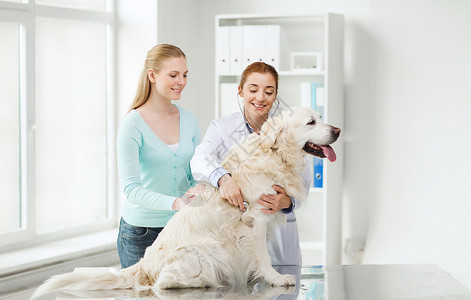 医学,宠物,动物,保健人的快乐的妇女兽医医生与听诊器检查黄金猎犬兽医诊所图片