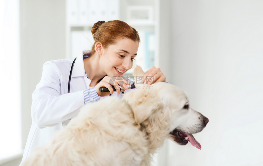 医学,宠物,动物,保健人们的快乐的兽医医生与耳镜检查黄金猎犬狗耳朵兽医诊所图片