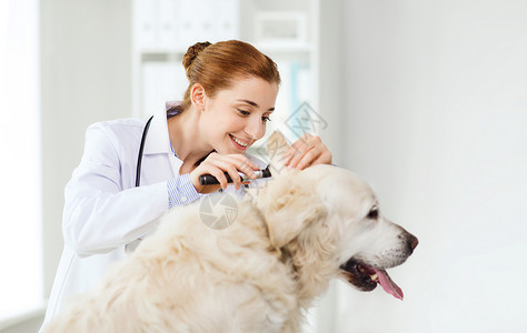 医学,宠物,动物,保健人们的快乐的兽医医生与耳镜检查黄金猎犬狗耳朵兽医诊所图片