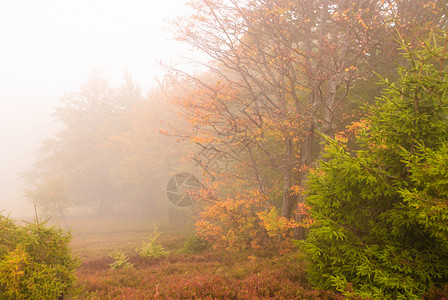 沼泽中的秋雾神秘森林图片