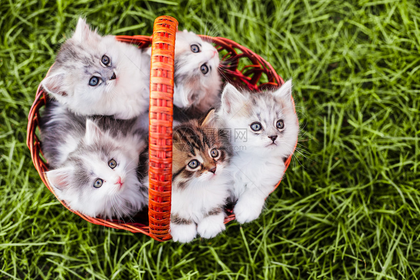 户外草地上篮子里的小猫篮子里的小猫图片