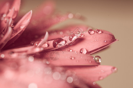 粉红色液滴水滴粉红色的花上,很近背景