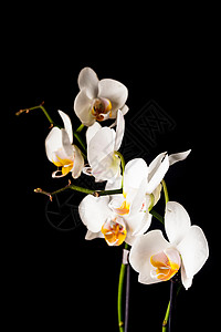白色兰花黑色上隔离白兰花背景图片